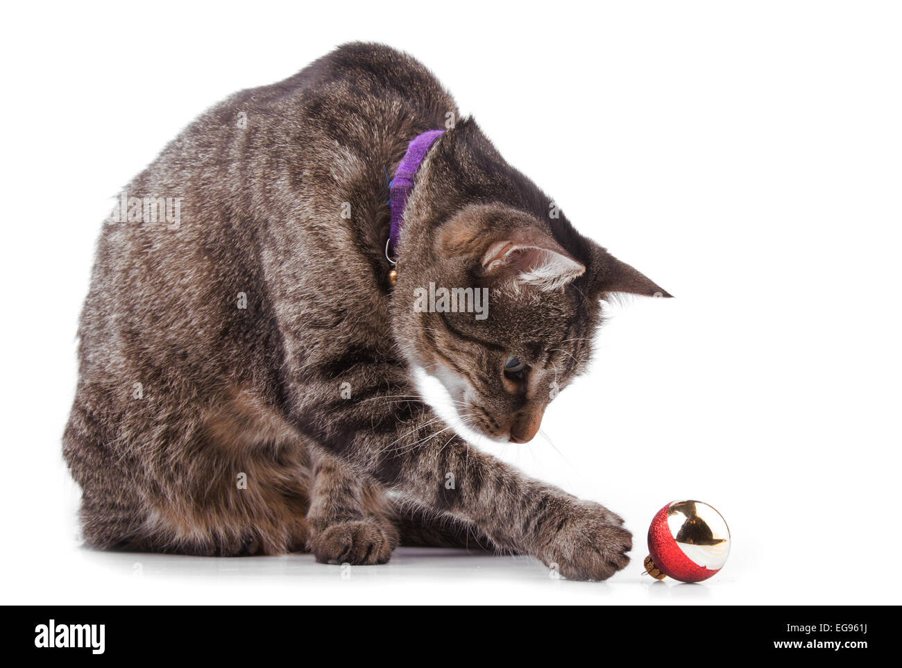 Brown tabby cat giocando con la pallina, su sfondo bianco Foto Stock