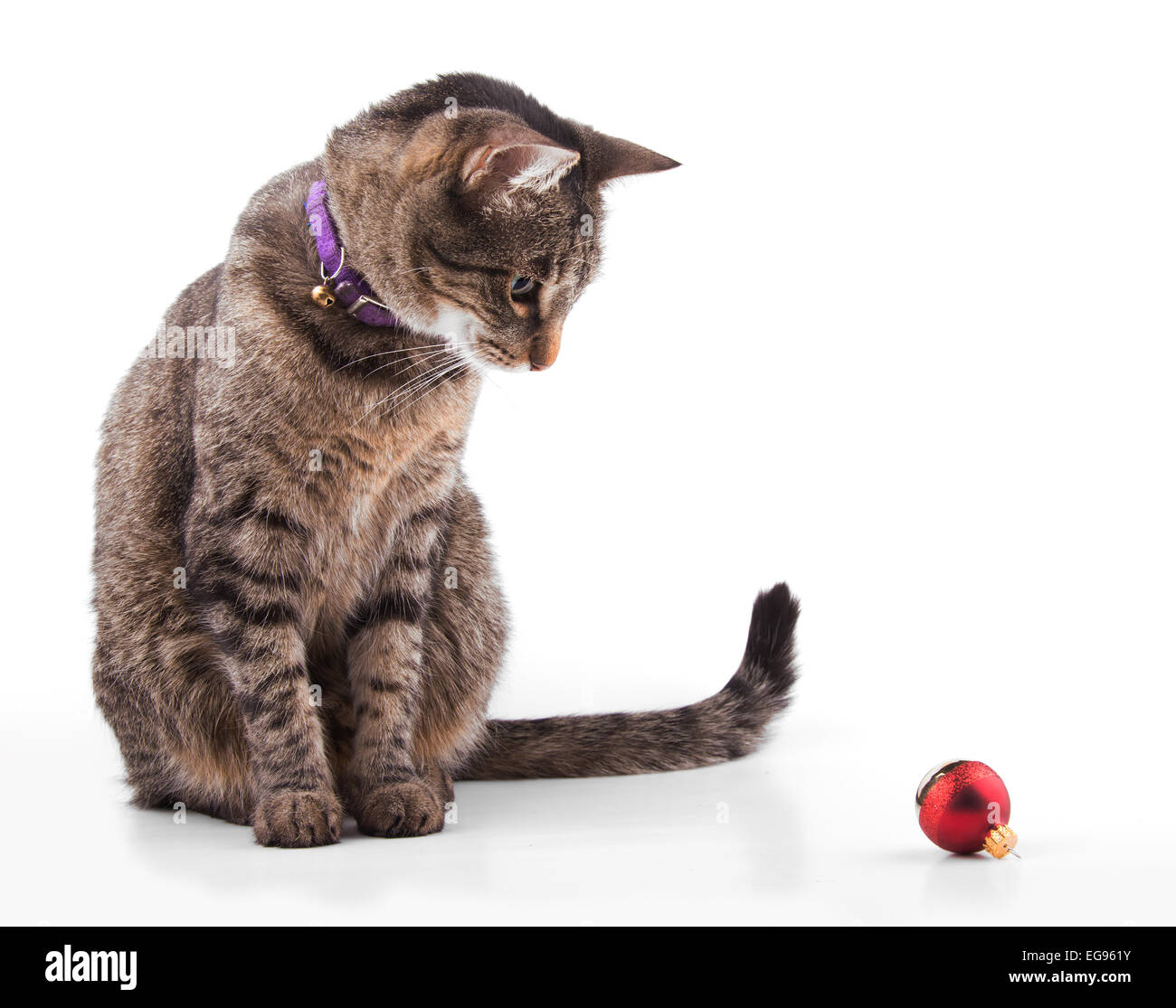 Brown tabby cat guardando un rosso ninnolo, pronto a giocare - su bianco Foto Stock