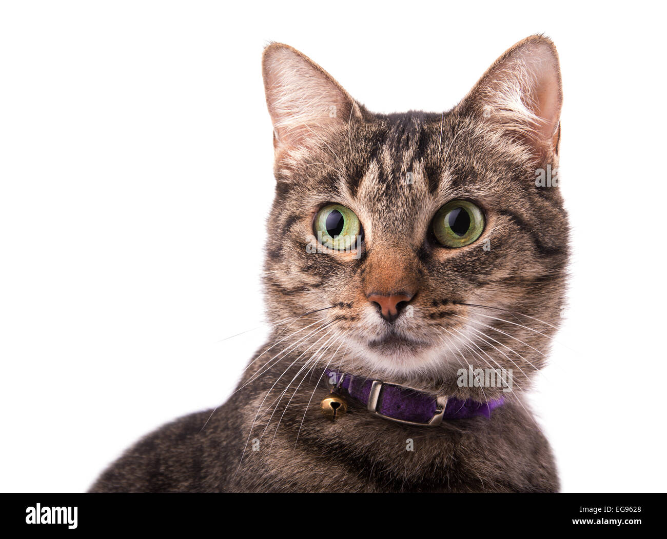 Primo piano di una brown tabby cat guardando a sinistra del visualizzatore con una curiosa espressione, su bianco Foto Stock