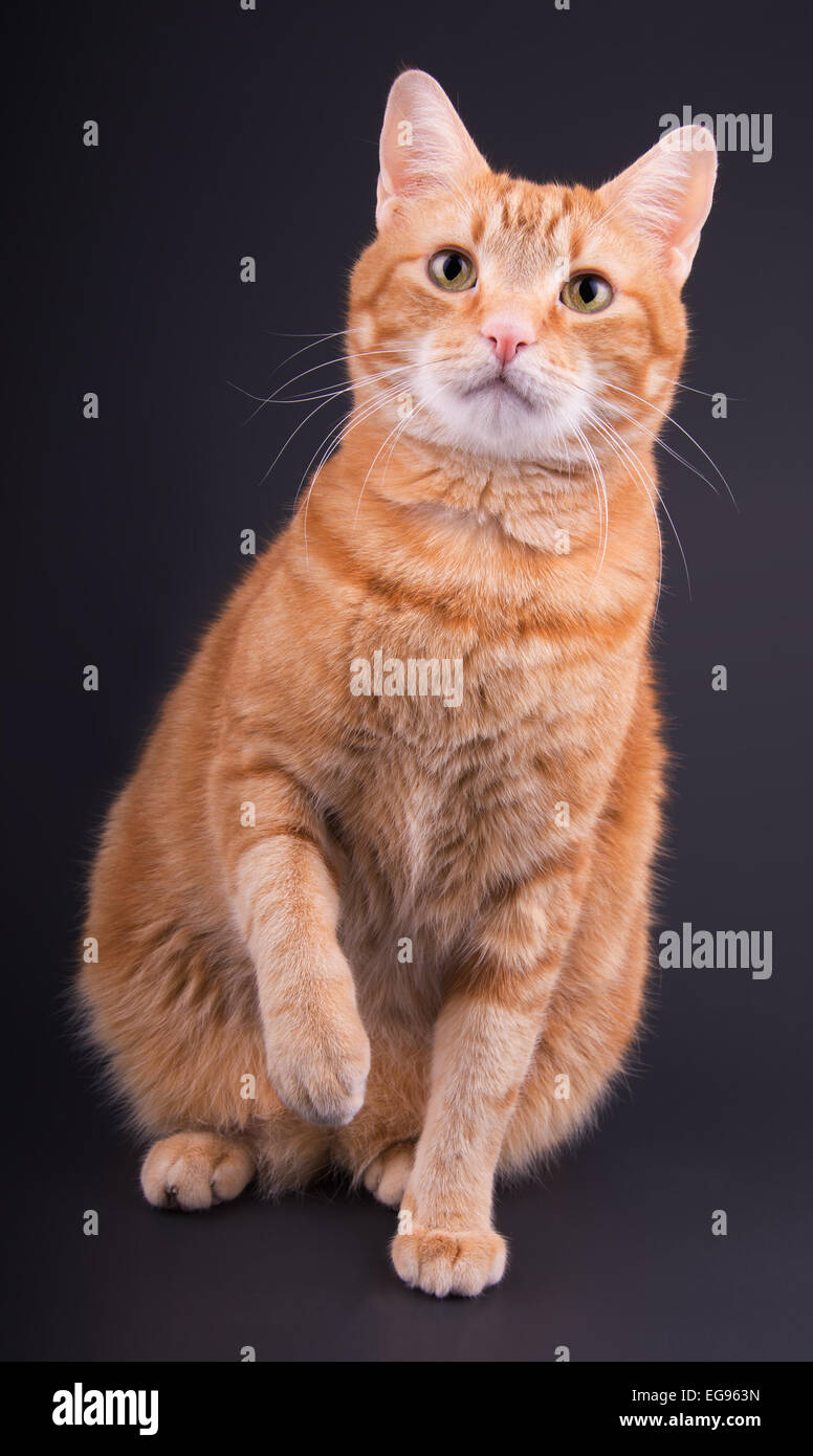 Lo zenzero tabby cat seduto contro sfondo grigio scuro, con la sua zampata fino in previsione del gioco Foto Stock