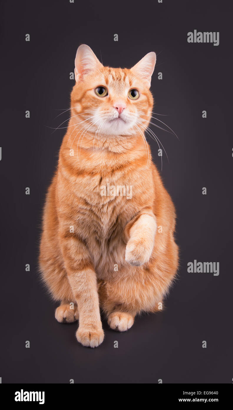 Orange tabby cat seduto contro sfondo grigio scuro, con la sua zampata fino in aria Foto Stock
