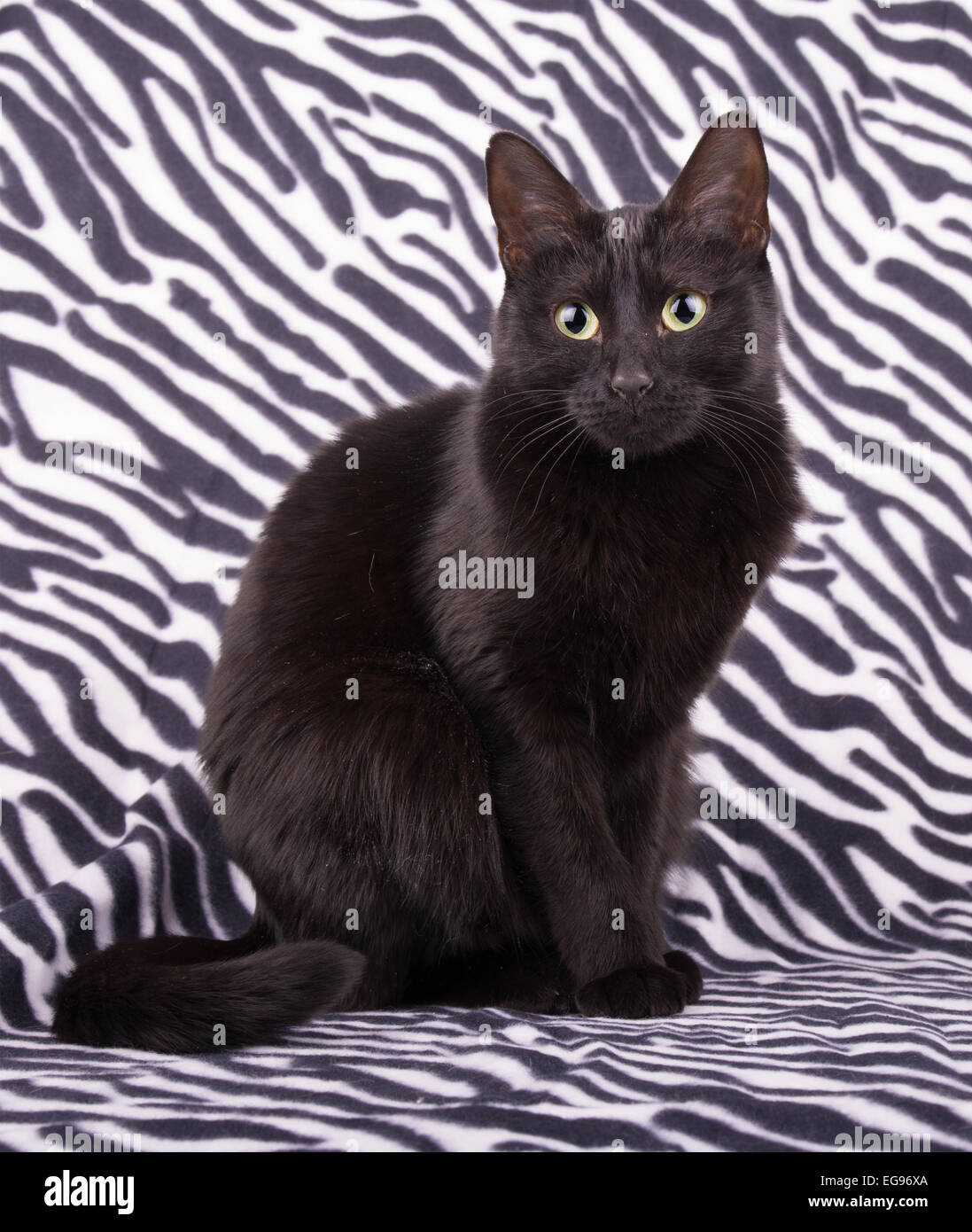 Adorabile gatto nero seduto su stampa zebra Foto Stock