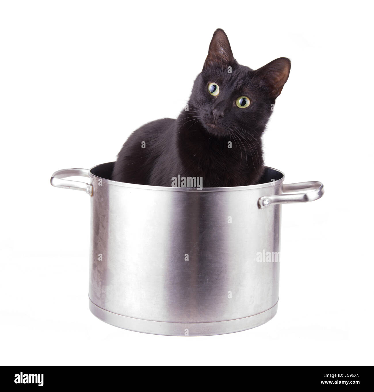 Immagine divertente di un gatto nero seduto in una grande pentola di salsa, con un aspetto strano sul suo viso Foto Stock