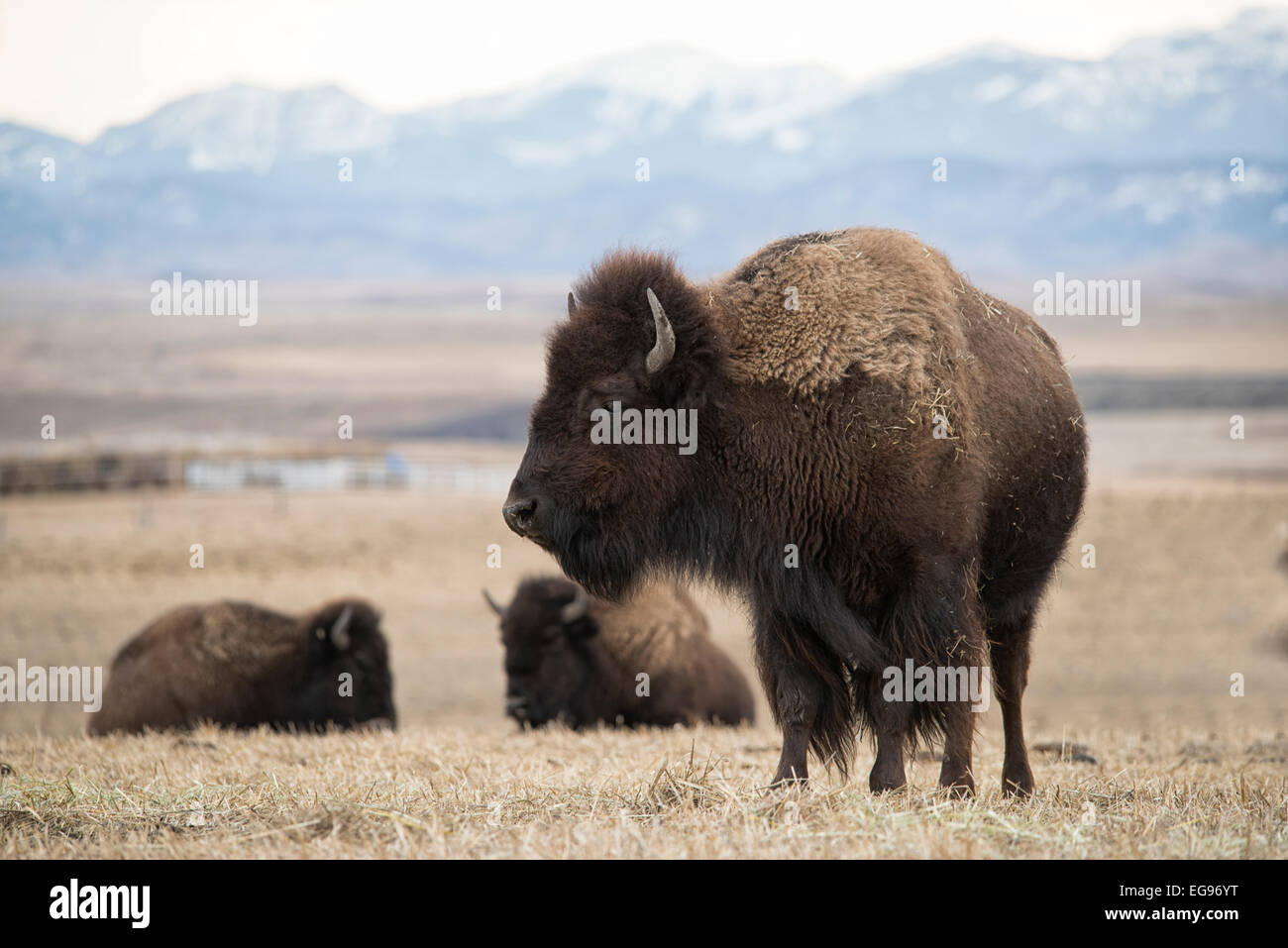 Una femmina grande bison in piedi in un campo con altri due bison in background. Foto Stock Una femmina grande bison in piedi in un campo con altri due bison in background. Foto Stock