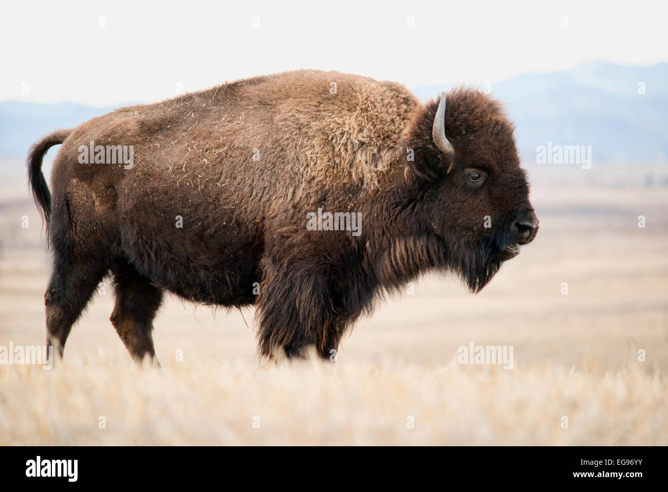 Una femmina grande bison in piedi in un campo. Foto Stock Una femmina grande bison in piedi in un campo. Foto Stock