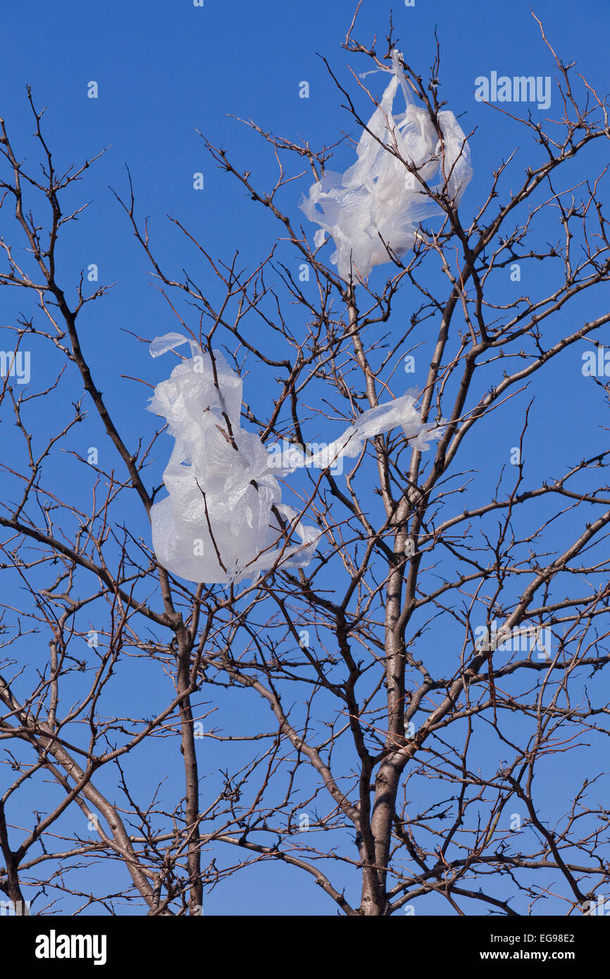 Scartati i sacchetti di plastica incollato sul ramo di albero - USA Foto Stock