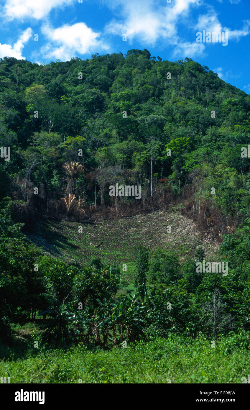 Spostamento della coltivazione su una ripida pendenza forestale in Belize. Questo campo è stato recentemente convertito da foresta pluviale tropicale a terra agricola. Foto Stock