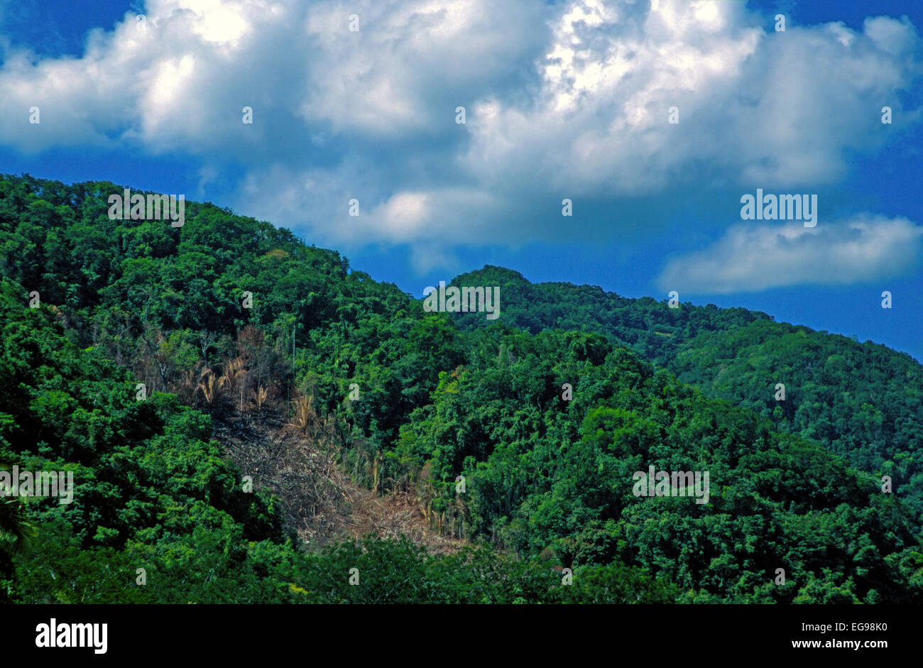 Coltivazione che si sposta su un pendio boscoso ripido in America Centrale. Questo campo è stato recentemente convertito da foresta pluviale tropicale a terra agricola. Foto Stock