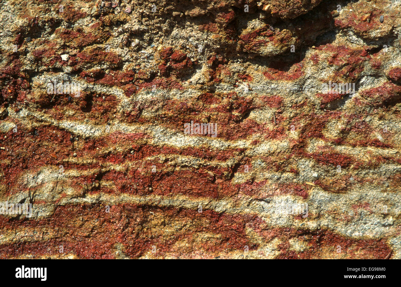 Concrezioni di ferro che si sviluppano in un Ultisol tropicale in un ecosistema di savana di pino in Belize, America Centrale Foto Stock