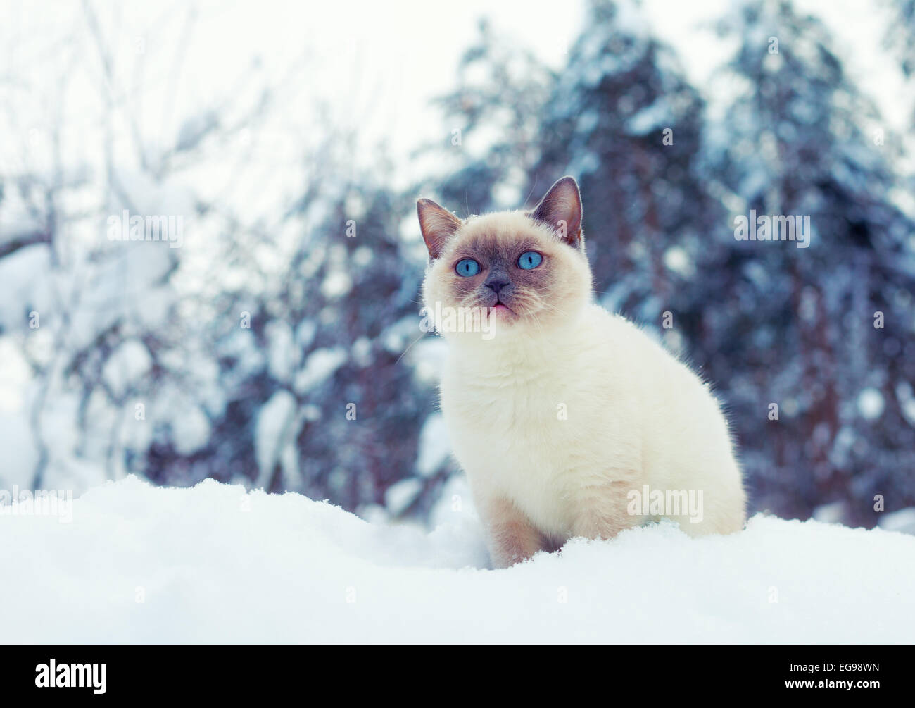 Gatto nella neve Foto Stock