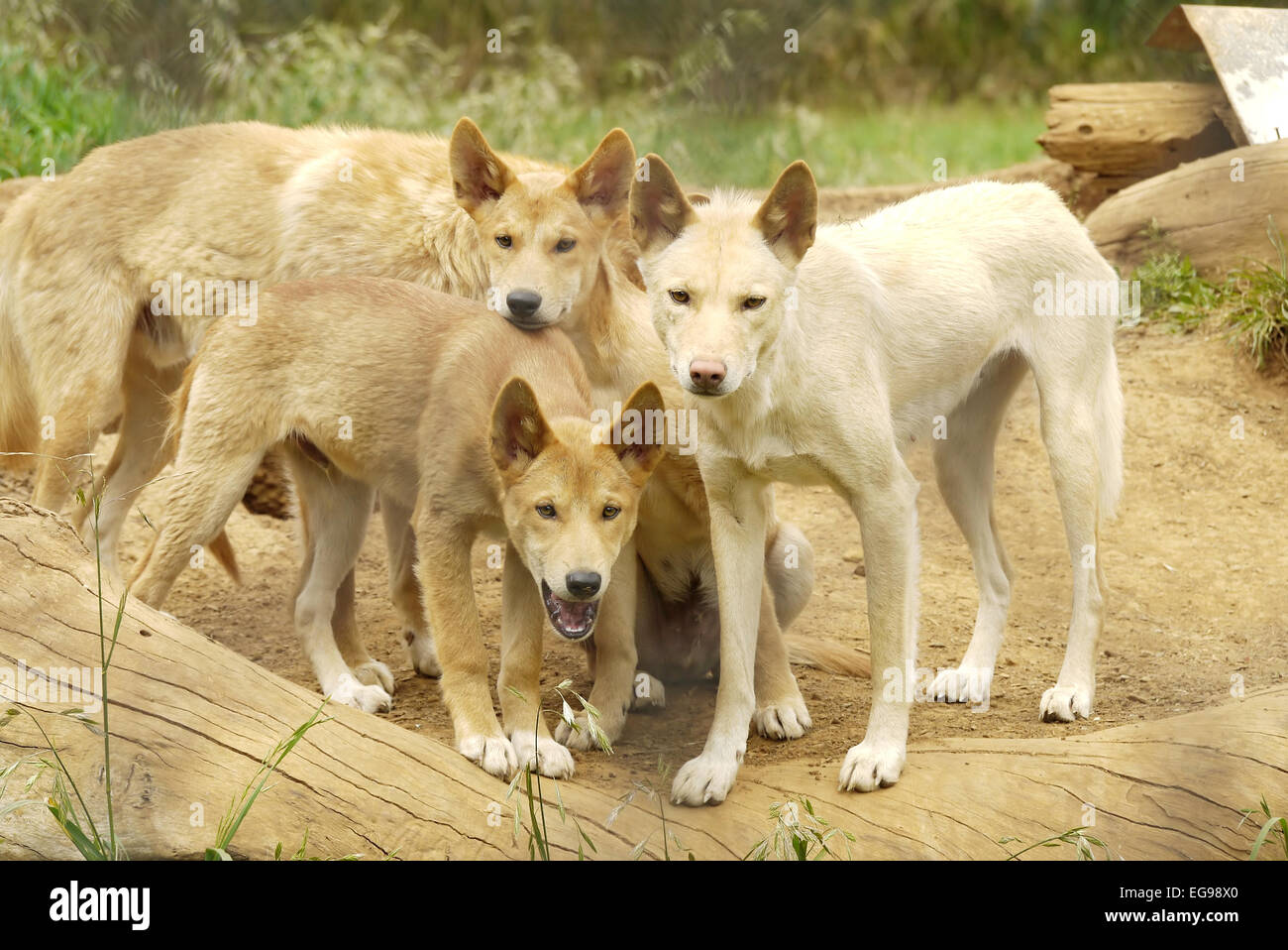 Un gruppo di Dingos Foto Stock Un gruppo di Dingos Foto Stock
