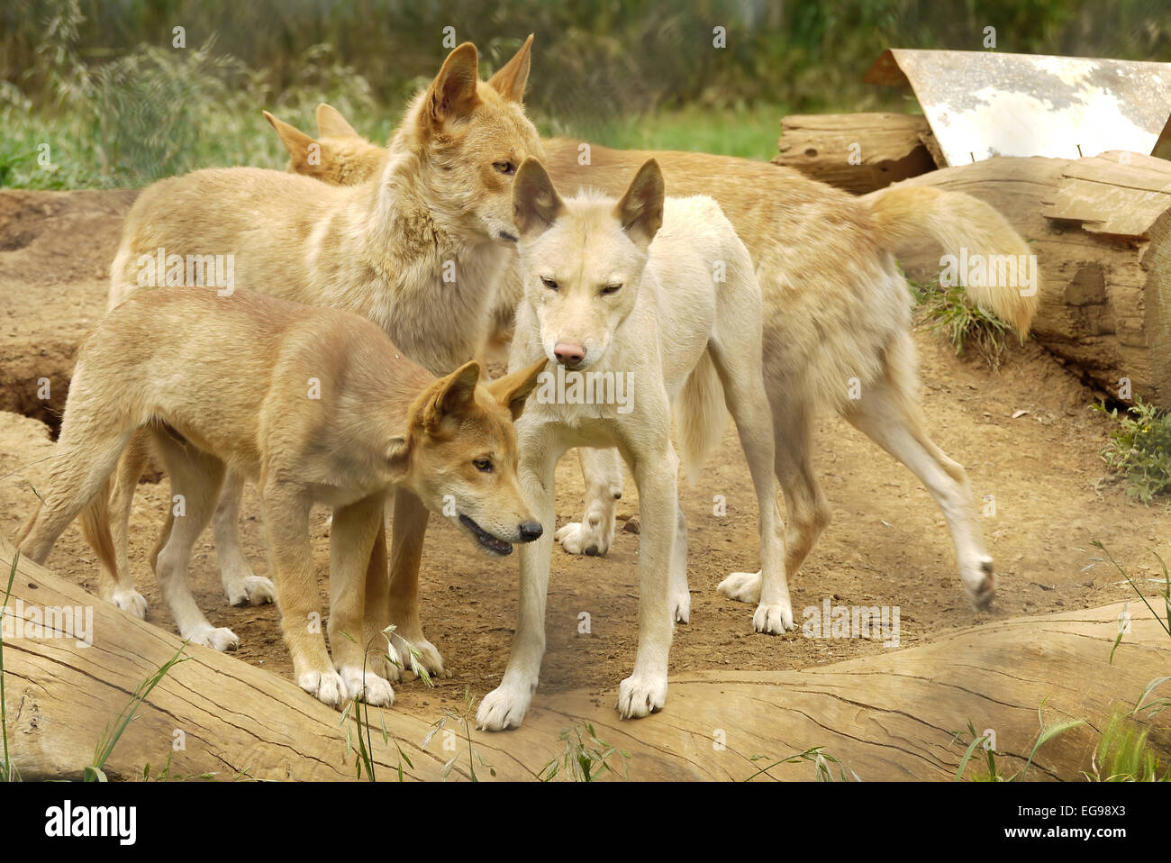 Un gruppo di Dingos Foto Stock Un gruppo di Dingos Foto Stock