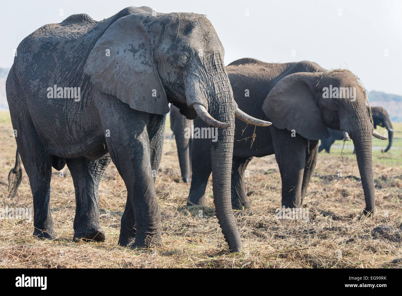 Gli elefanti alimentando in Chobe National Park, Botswanna Foto Stock