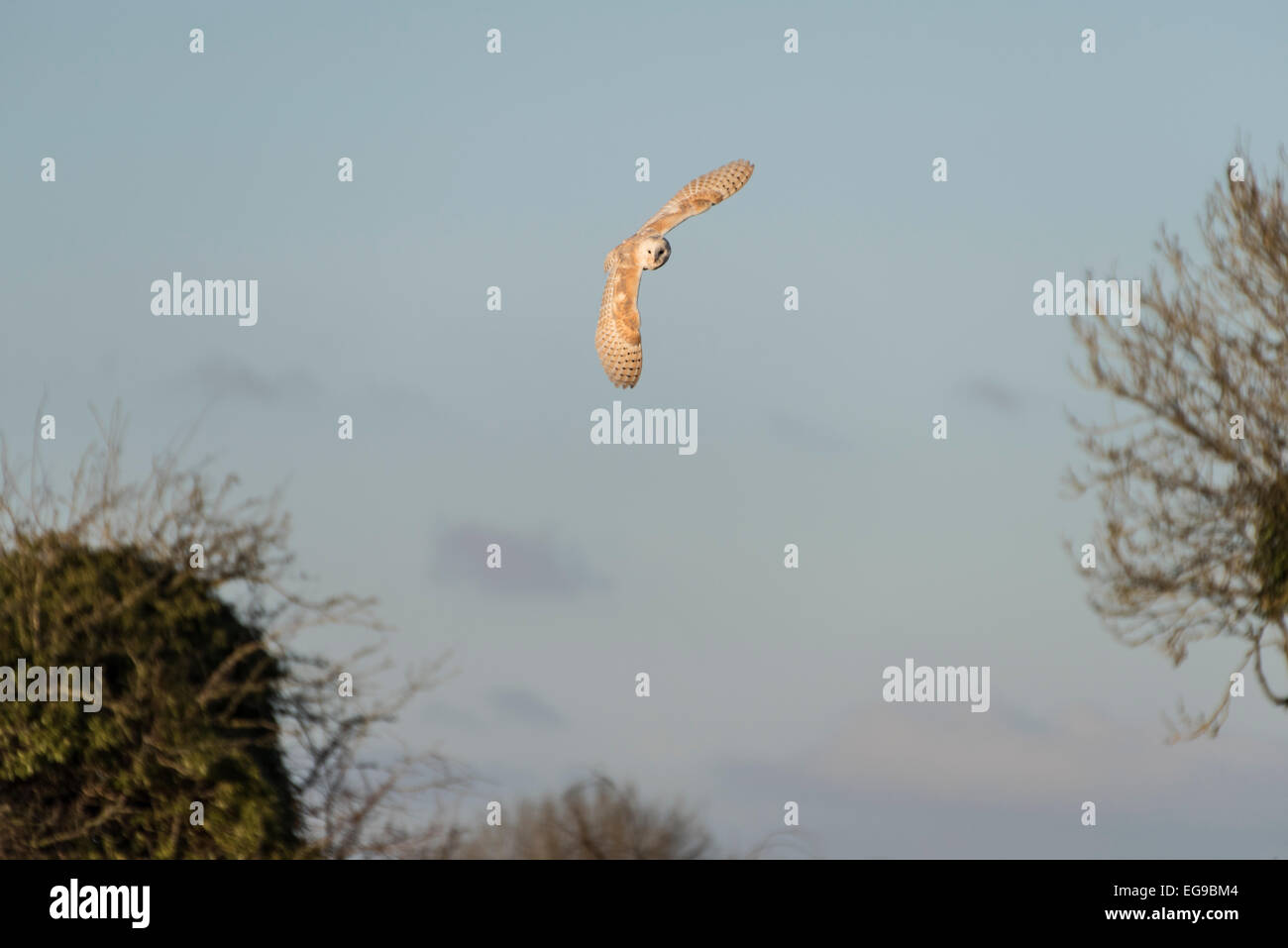 Un Barbagianni al Hawk Conservancy Trust vicino a Andover, Hampshire practice caccia durante una sessione di dimostrazione. Foto Stock