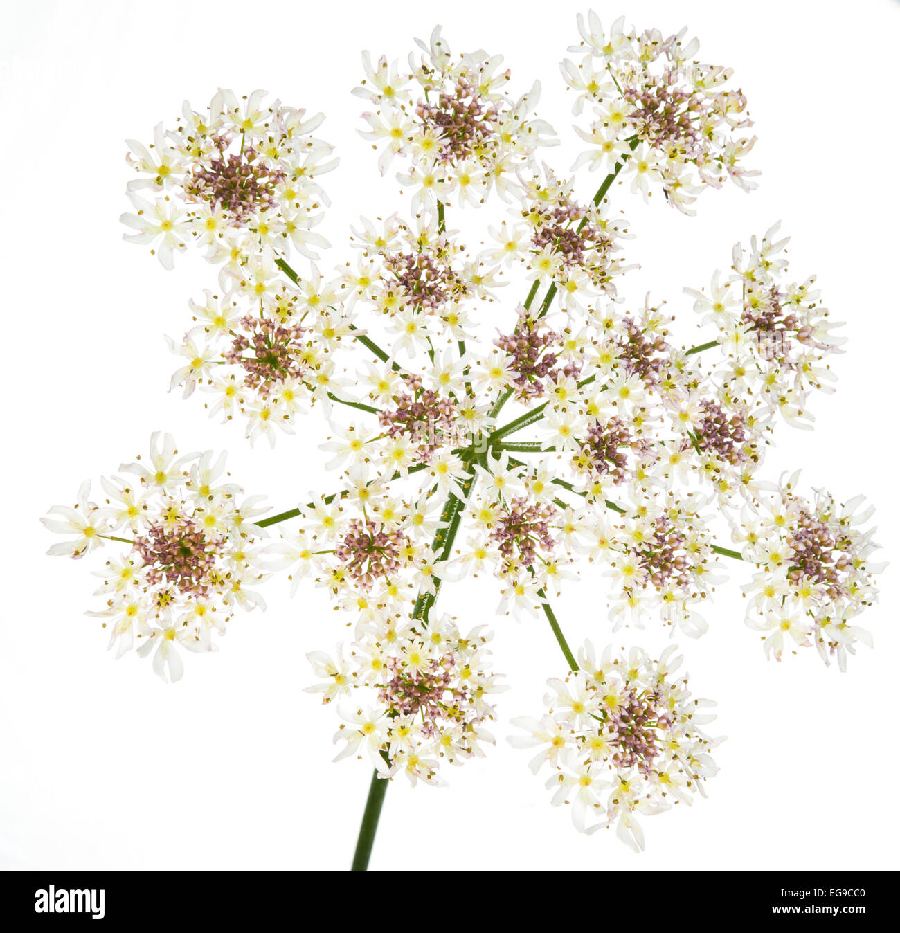 Hogweed (Heracleum sphondylium) fiore testa contro uno sfondo bianco. La Scozia, Regno Unito, Agosto. Foto Stock