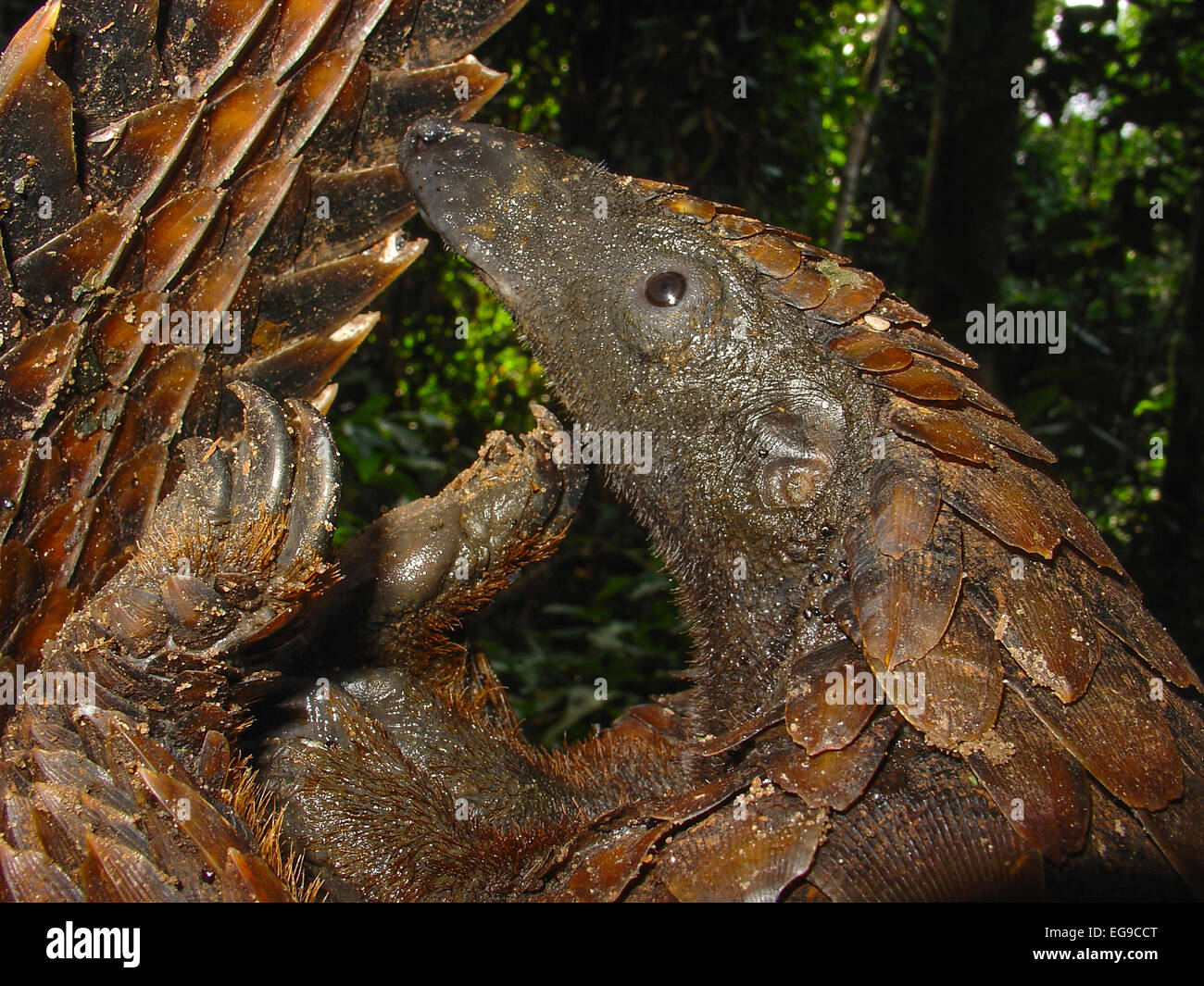Long-tailed Pangolin (Uromanis tetradactyla) dispiegarsi stesso dalla posizione di protezione, Lokoue Bai. Odzala-Kokoua parco nazionale, Foto Stock