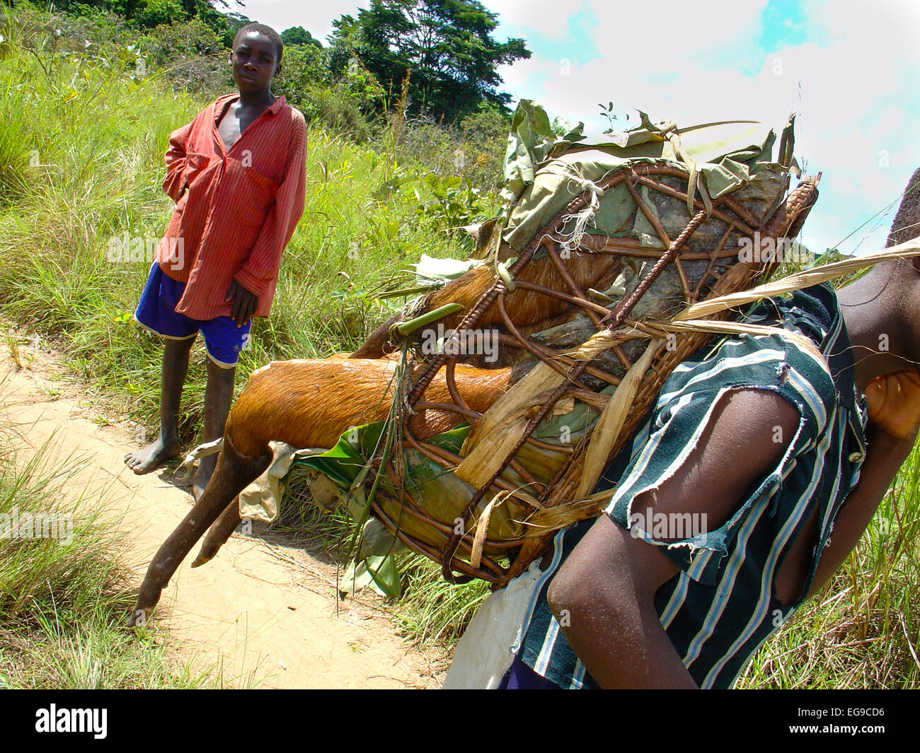 Ragazzo portando la carne di animali selvatici al mercato nero, a vetrina Duiker (Cephalophus nigrifrons). Mbomo, Odzala-Kokoua National Park, Repubblica di Foto Stock
