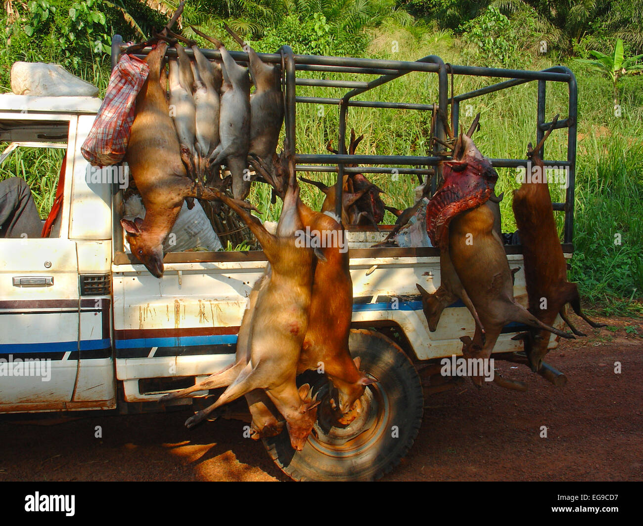 Veicolo portante diversi duiker carcasse commerciale per il commercio di carne di animali selvatici tra cui: Blue Duiker (Cephalophus monticola) Foto Stock