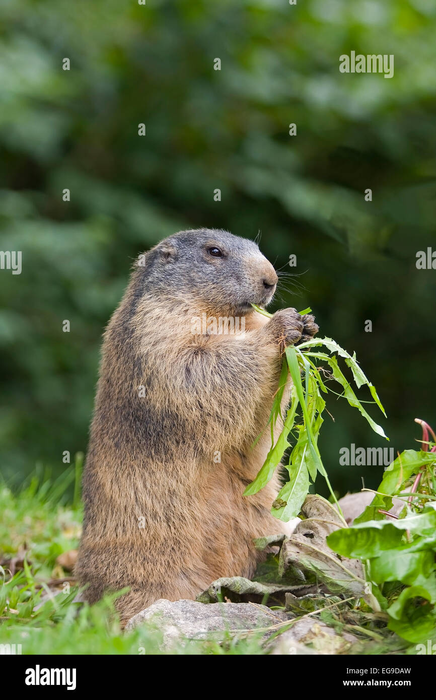 Alpine marmotta (Marmota marmota) nel Parco Nazionale Hohe Tauern, Alpi, Austria, Europa Foto Stock