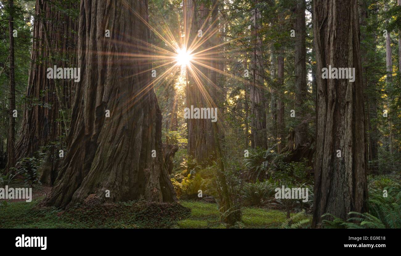Stati Uniti, California, Parco Nazionale di Redwood, Sunburst in Stout Grove Foto Stock