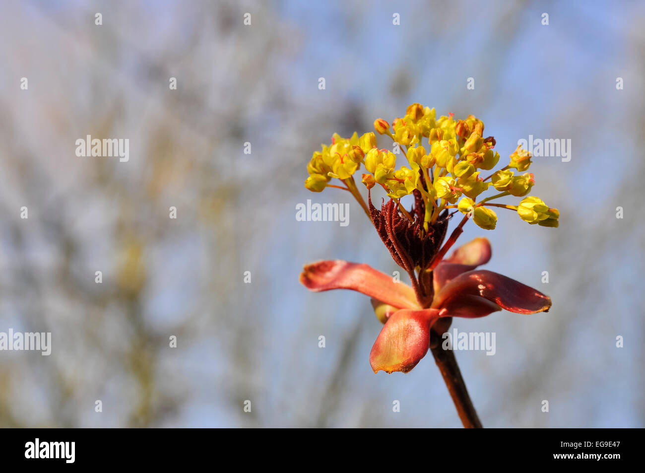 Fiori di un Acer platanoides albero nel sole primaverile. Foto Stock