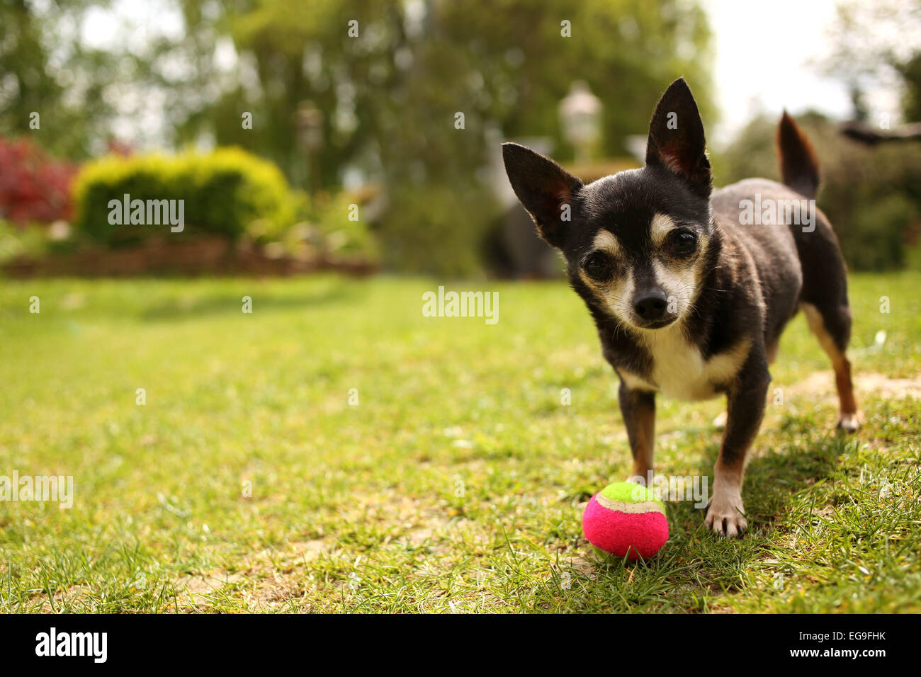 Chihuahua che gioca con la palla in giardino Foto Stock