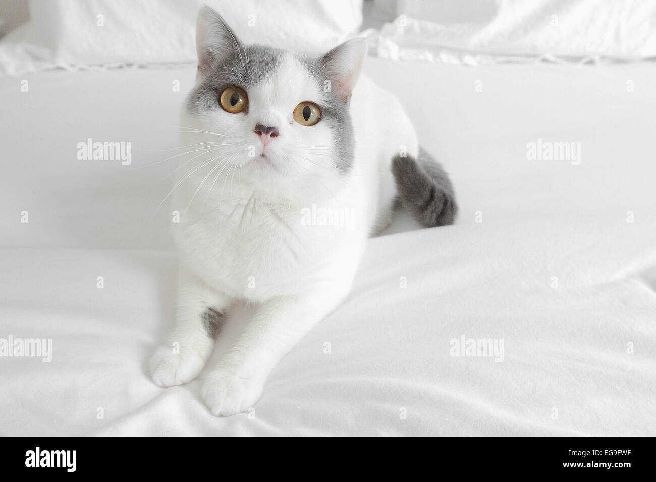 Gatto britannico shorthair seduto su un letto Foto Stock