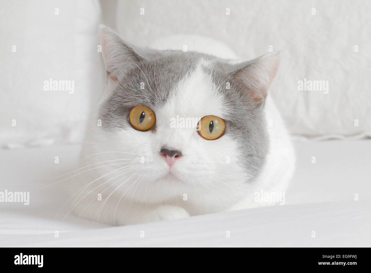 Ritratto di un shorthaircat britannico sdraiato su un letto Foto Stock
