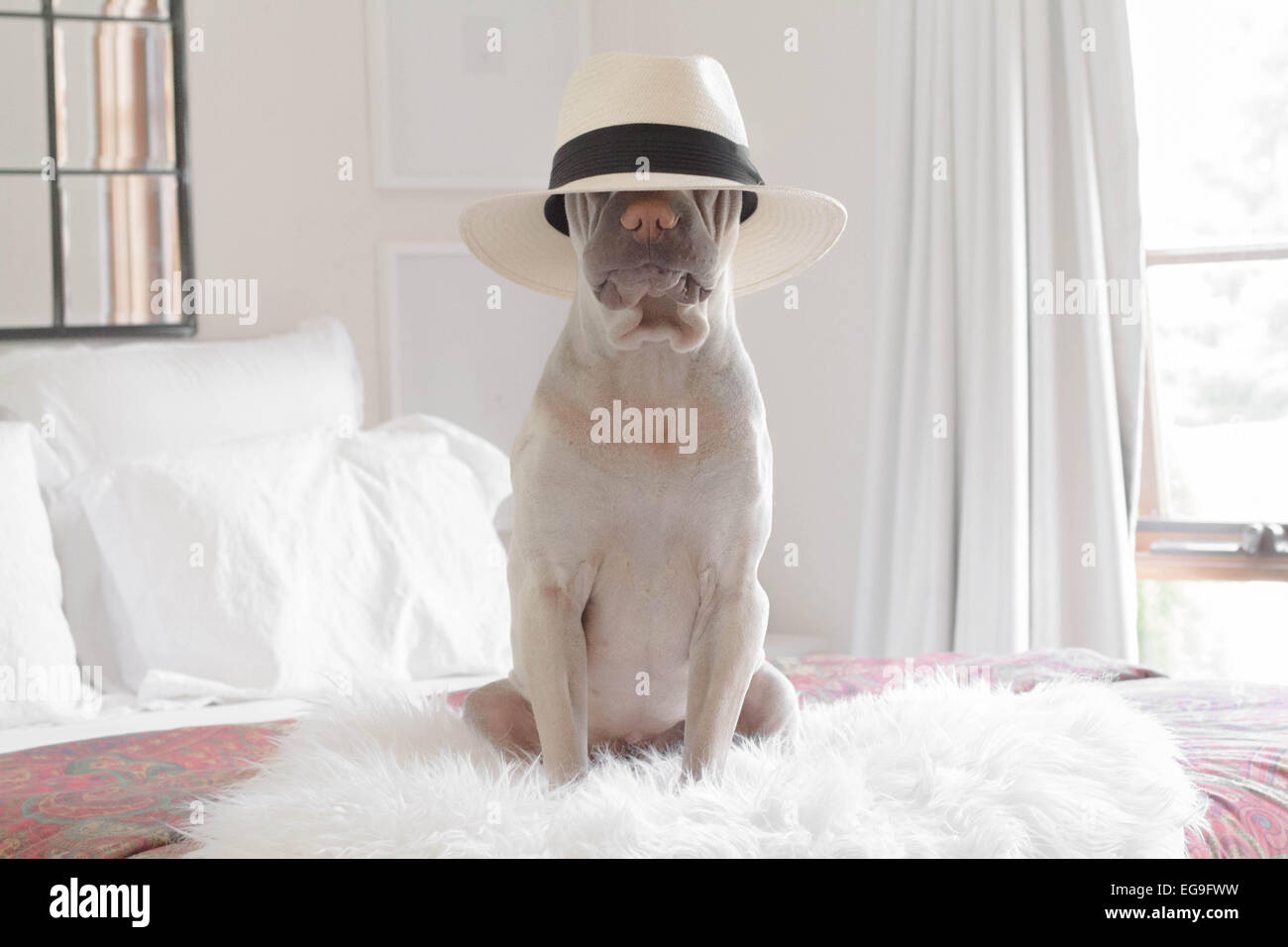 Shar pei cane seduto su un letto che indossa un cappello Foto Stock