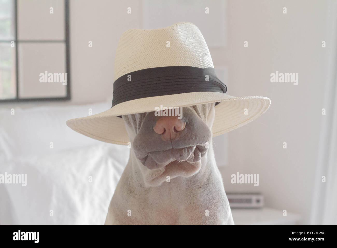 Shar pei cane seduto su un letto che indossa un cappello Foto Stock