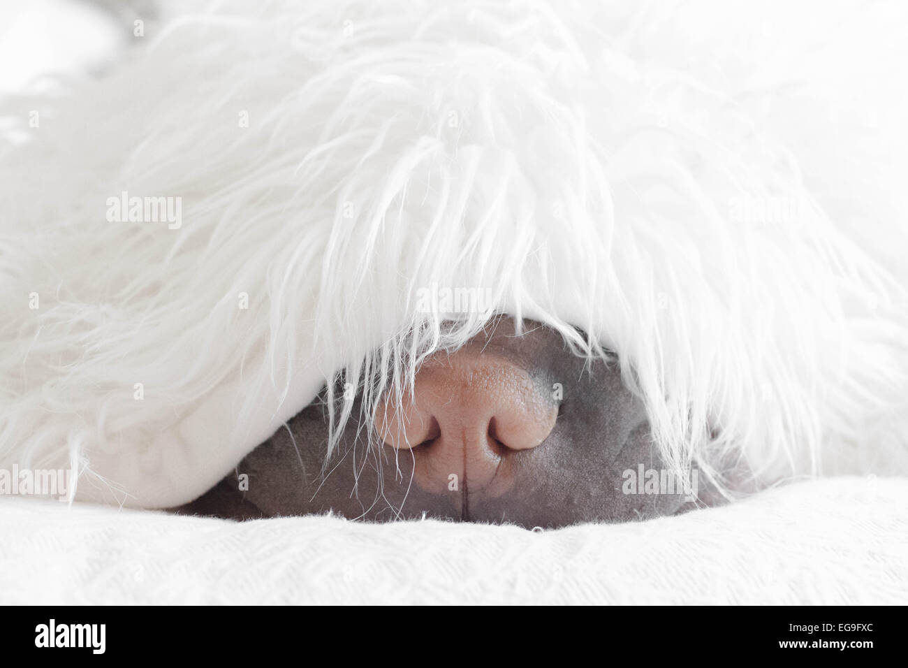 Shar pei cane dormire sotto la soffice coperta Foto Stock