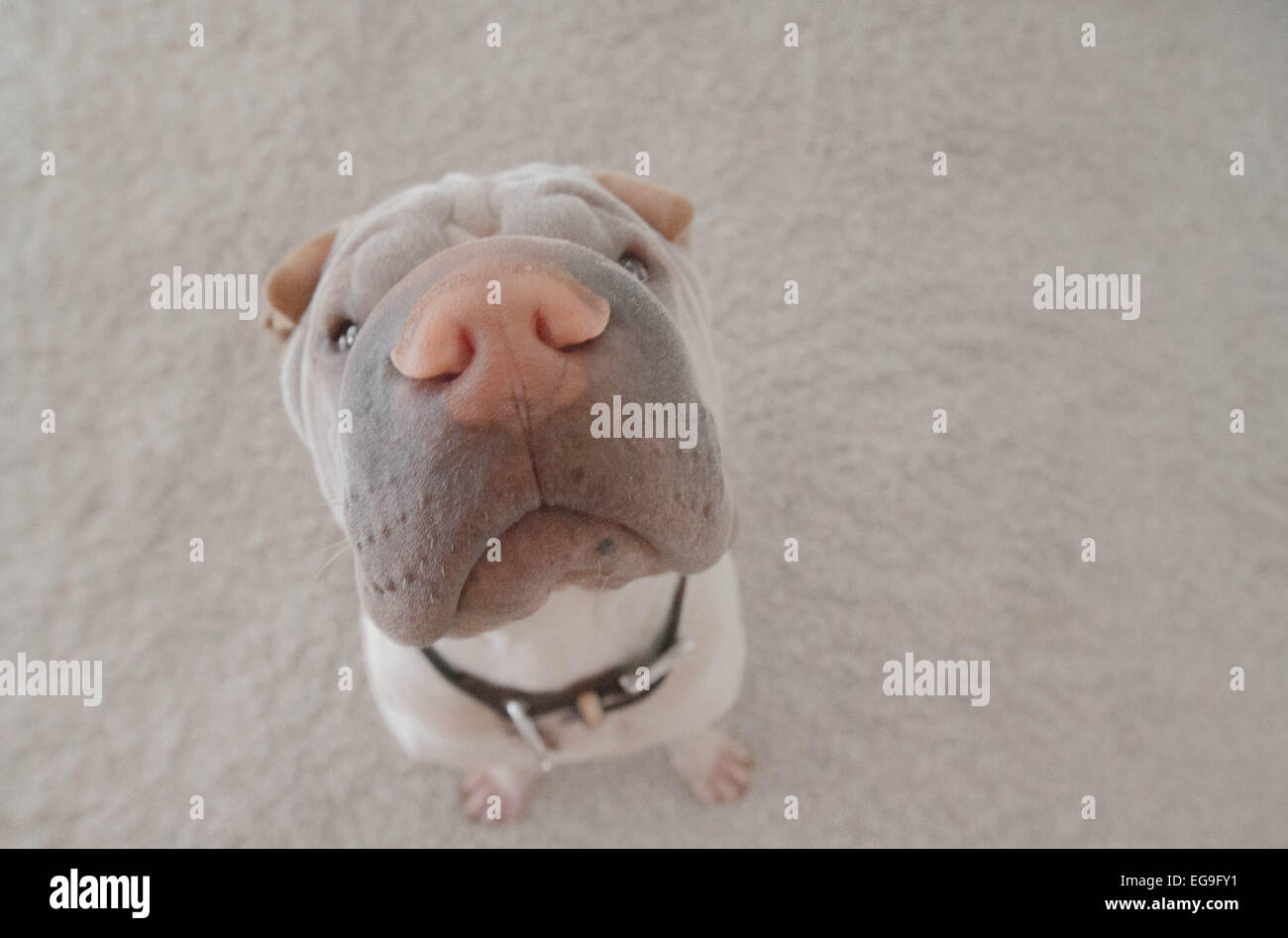 Shar-pei in attesa di cibo Foto Stock