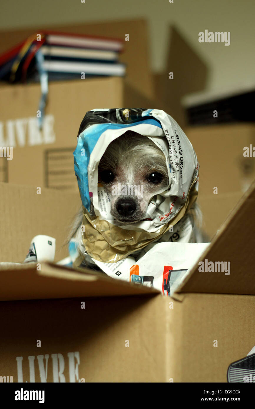 Ritratto di cane avvolto in quotidiani Foto Stock
