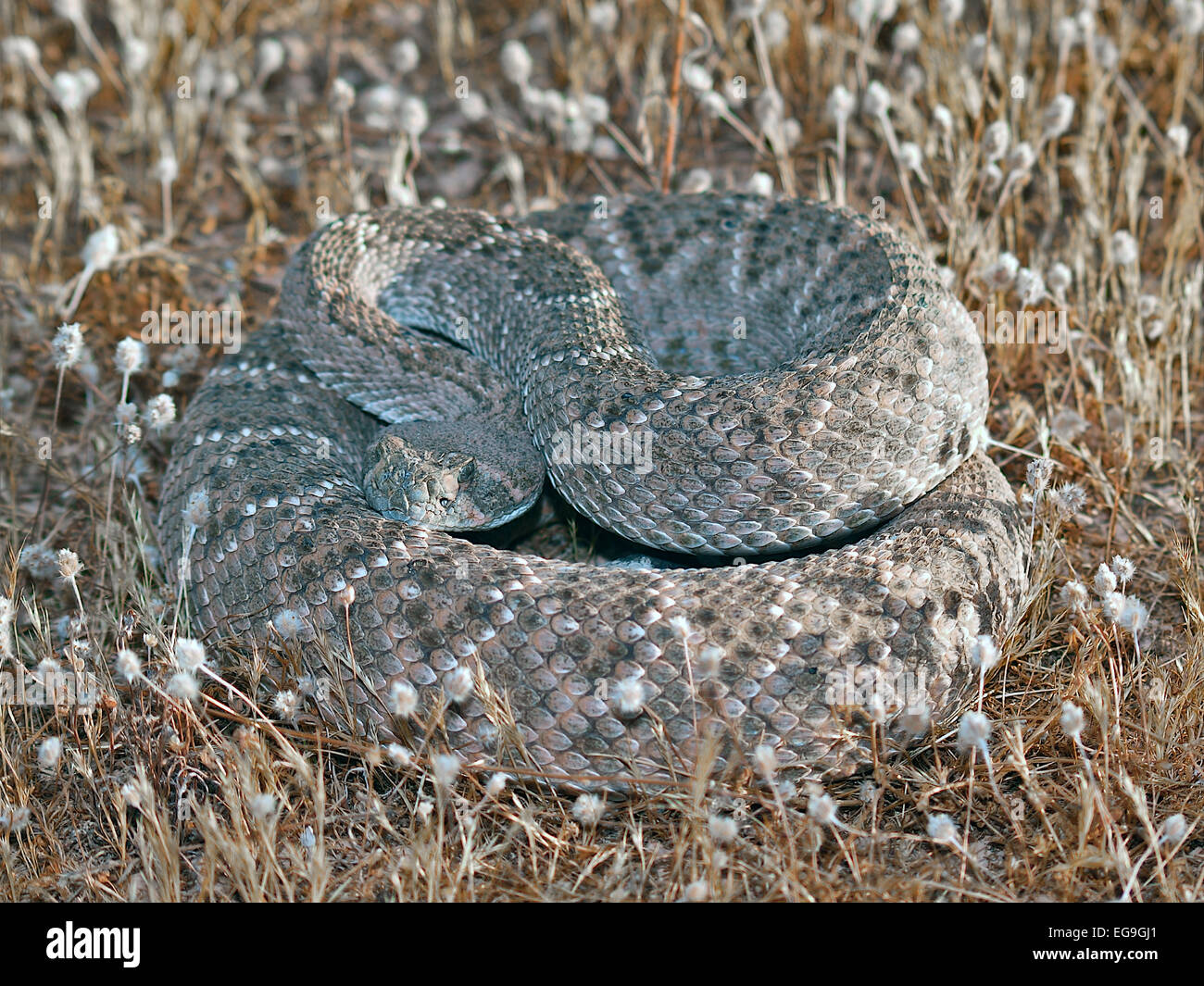 Primo piano di Western Diamond-backed Rattlesnake Snake, Arizona, Stati Uniti Foto Stock
