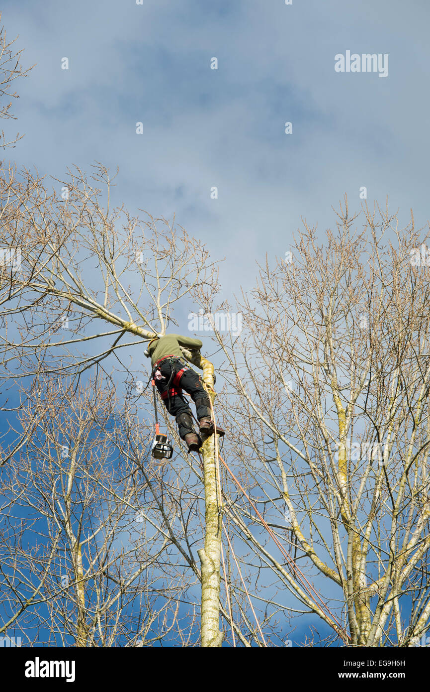 Tree chirurgo tagliando un pioppo in un bosco gestito. Regno Unito Foto Stock