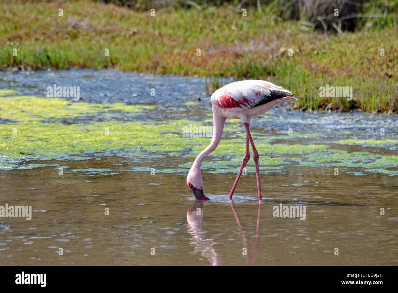 Lesser Flamingo (Phoenicopterus minori), West Coast National Park, Langebaan, Western Cape, Sud Africa Foto Stock