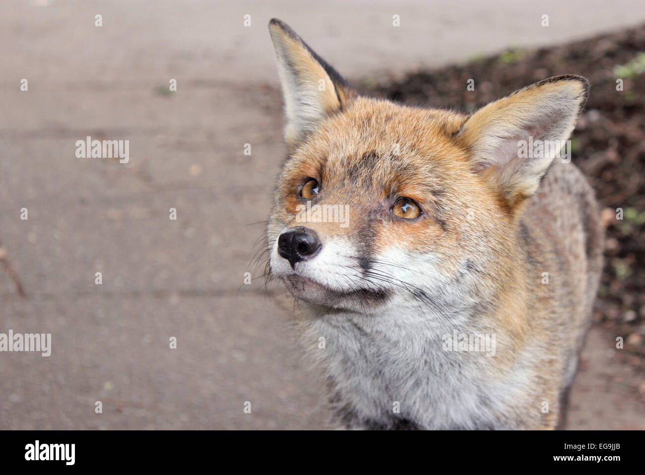 Red Fox Urban, London REGNO UNITO Foto Stock
