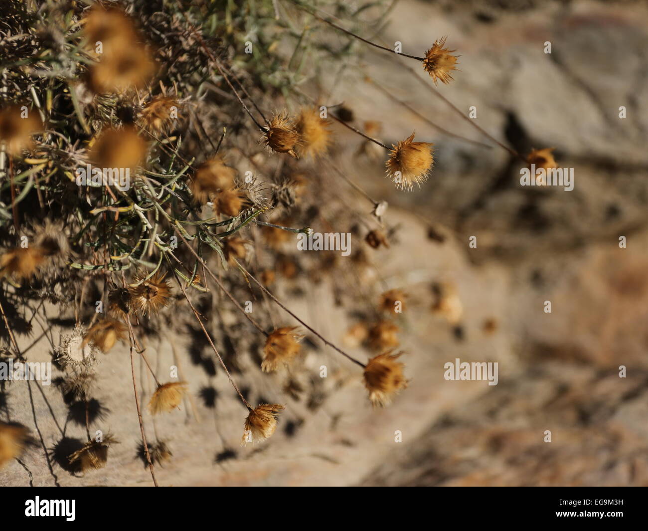 Asciugare le teste dei fiori sierra nevada spagna Foto Stock