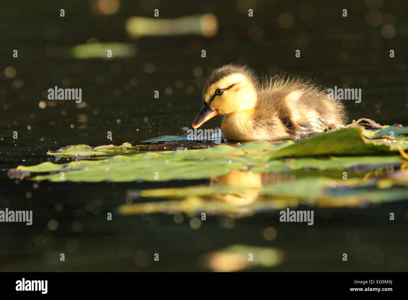 Mallard anatroccolo. London REGNO UNITO Foto Stock