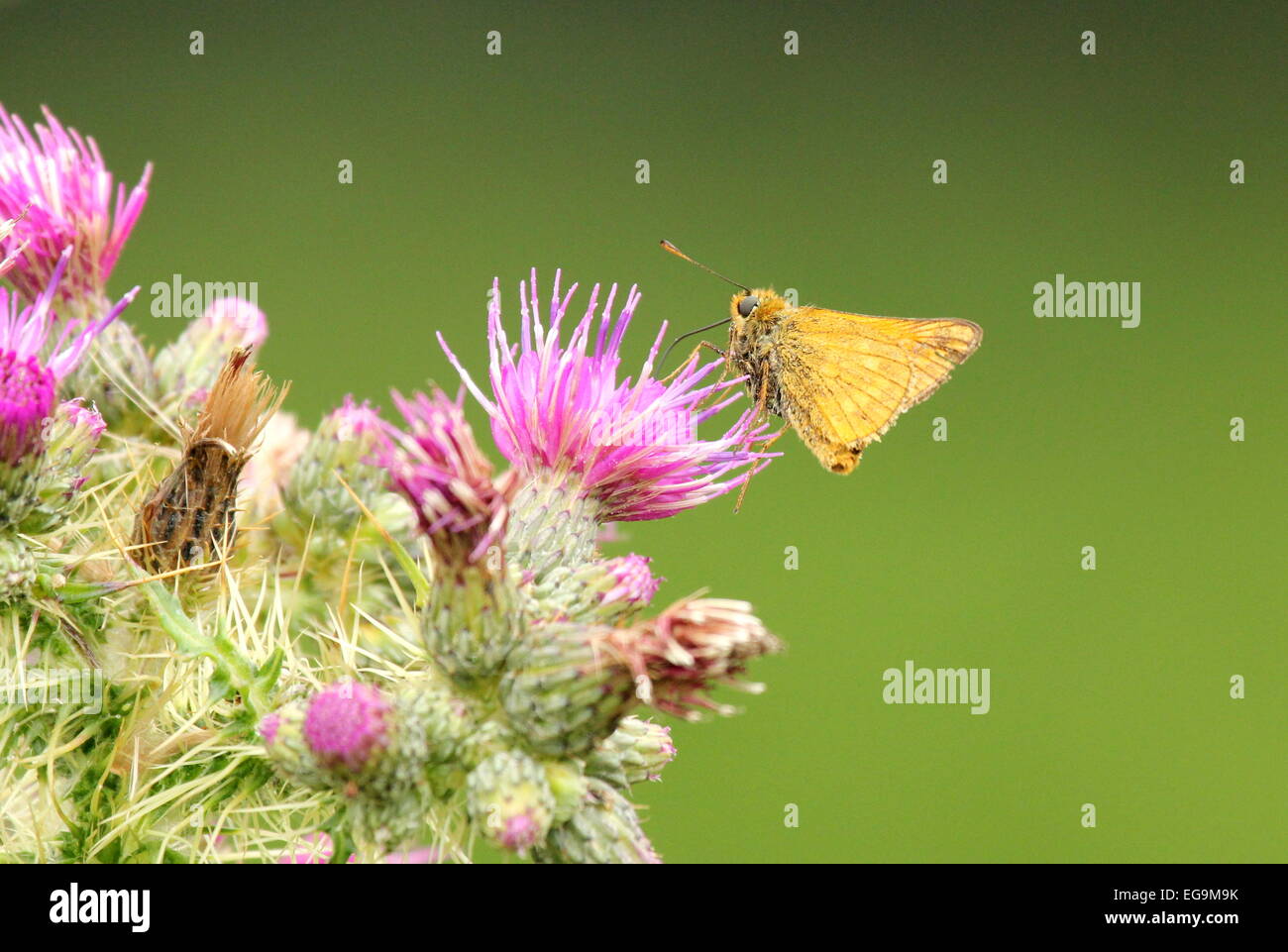 Butterfly. Richmond Park, London REGNO UNITO Foto Stock