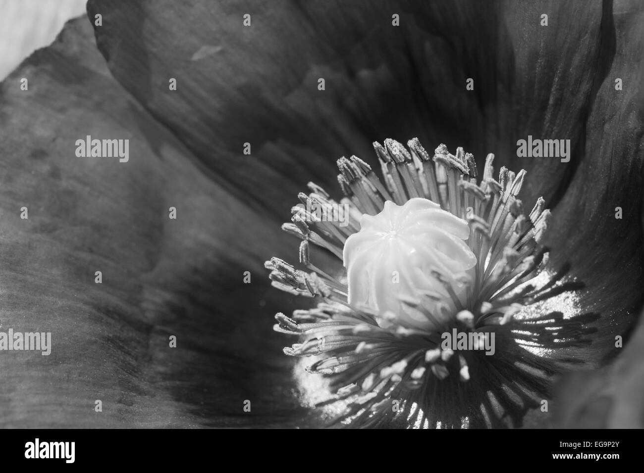 Macro del centro di un fiore di papavero - elaborazione monocromatica Foto Stock