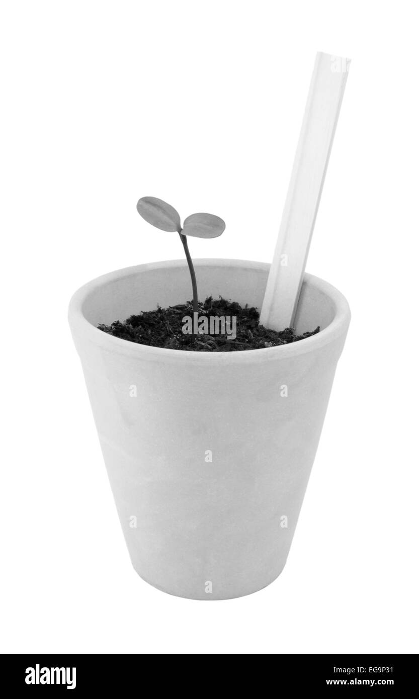 Piantina cresce in un vaso di terracotta con un impianto vuoto etichetta pronta per il tuo titolo, isolato su sfondo bianco Foto Stock
