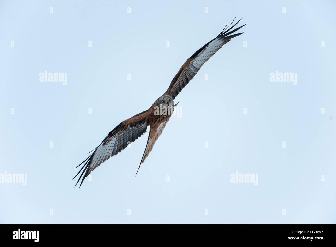 Nibbio reale in volo contro il cielo blu Foto Stock