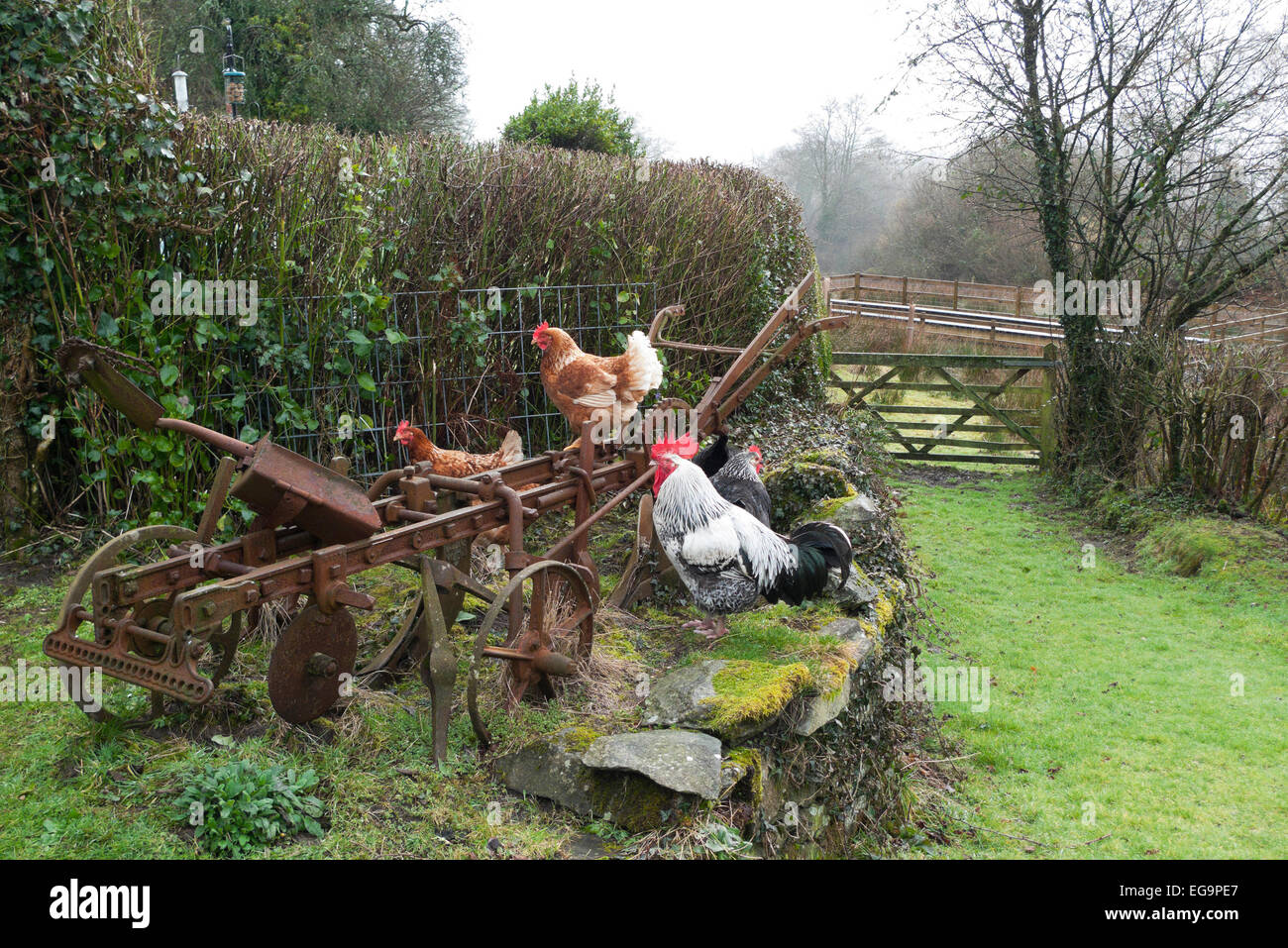 Carmarthenshire, Wales, Regno Unito. Xx Febbraio 2015. Free range galline e galletti sedersi su un vecchio aratro e muro di pietra a basse condizioni di tempo asciutto su un smallholding giardino rurale in Carmarthenshire, West Wales UK. Kathy deWitt/AlamyLiveNews Foto Stock