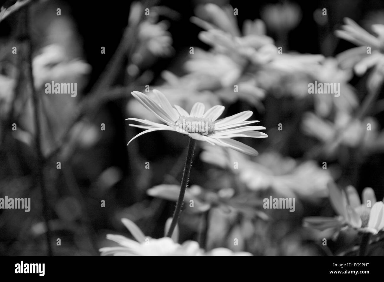 Unico fiore a margherita testa in shallow focus contro più di blumi - elaborazione monocromatica Foto Stock