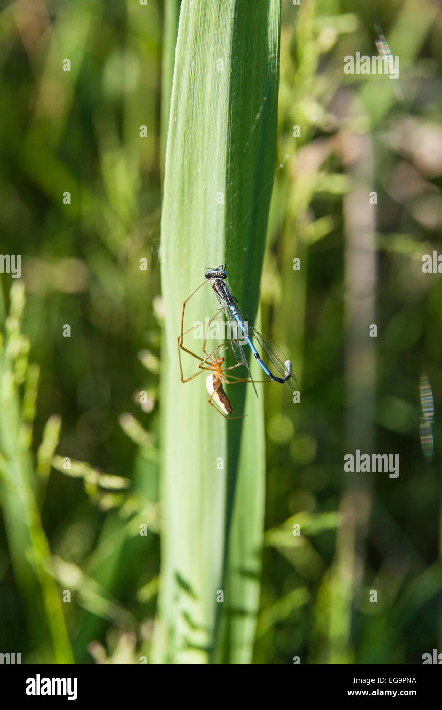 Spider Web di filatura su damselfly su reed Foto Stock