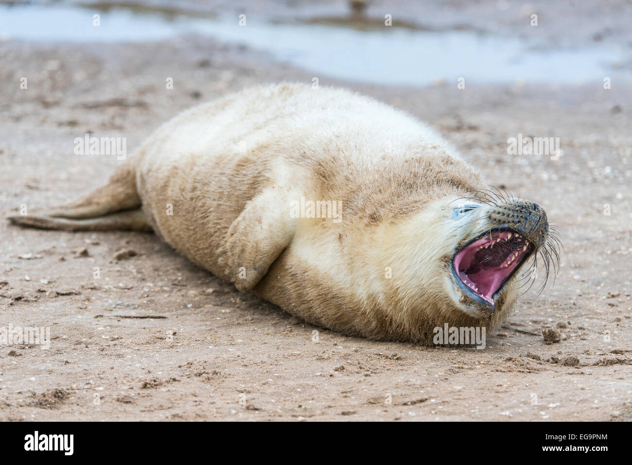 Guarnizione grigio pup, sulla spiaggia, bocca agape Foto Stock