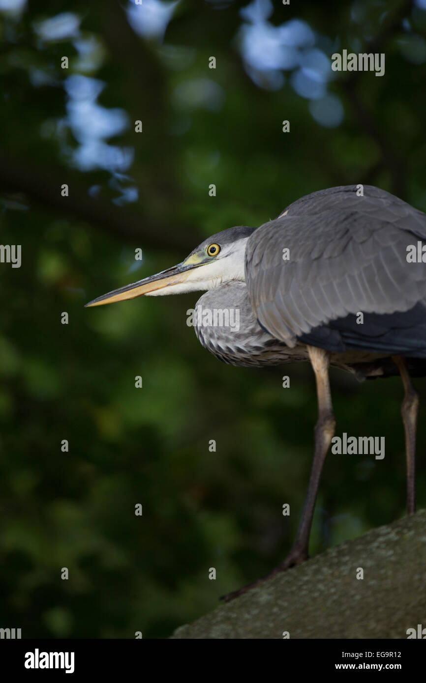 Airone cenerino nella struttura ad albero. Richmond Park, London REGNO UNITO Foto Stock