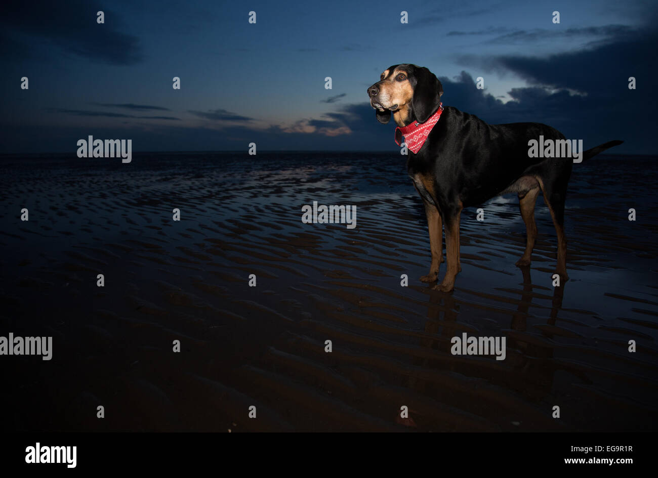 Nero e Marrone Coonhound cane sulla spiaggia di Blackpool, Regno Unito. Foto Stock