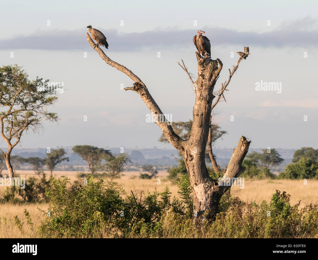 White-backed vulture (Gyps africanus) e falda di fronte-vulture (Torgos tracheliotus) seduto su un albero morto, Ishasha, regina di eliz Foto Stock